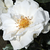 Biela - Záhonová ruža - floribunda - White Magic